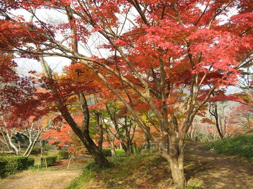 西渓公園紅葉①.jpg