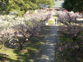 镜神社梅林