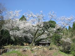 明星樱花