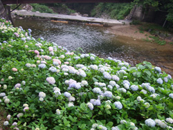 绣球花祭
