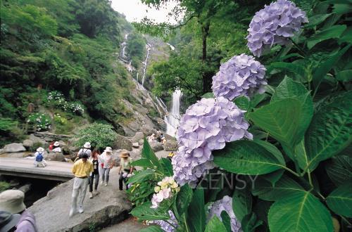 绣球花
