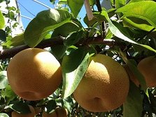 秋季推荐——美味生梨自己采