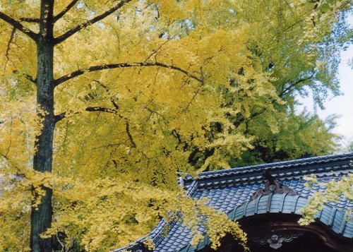 绫部神社——最古老的气象台