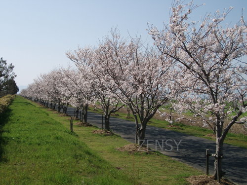 川副町さくらロード.JPG
