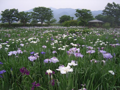 大和中央公园菖蒲 (3).JPG