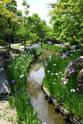 莲池公园菖蒲.JPG