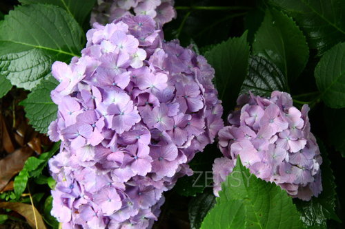 金立公园紫阳花.JPG