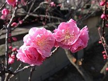 IMG_3802