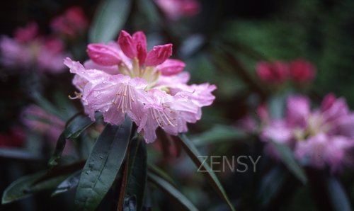 十可苑之杜鹃花&石楠花