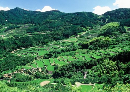 蕨野的梯田