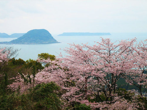 镜山赏樱