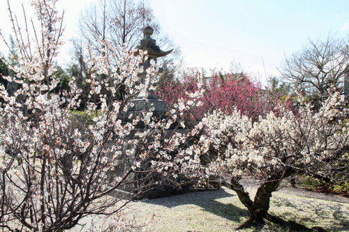 来高传寺赏梅