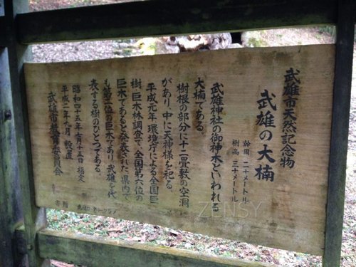 武雄神社大榕树