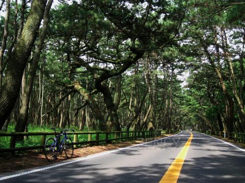 「日本九州彩虹松树林」の画像検索結果