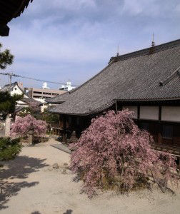 愿正寺枝垂桜