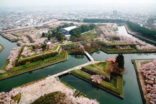 五稜郭公園桜全景090502