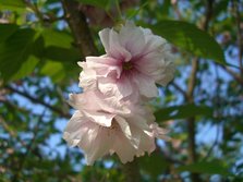 松前公園桜祭り