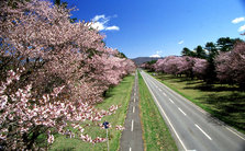 二十間道路桜並木3