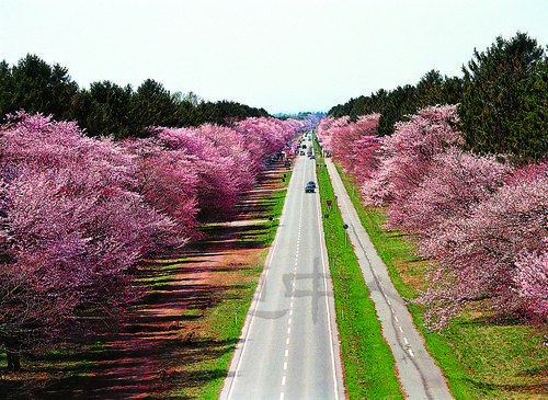 桜並木０