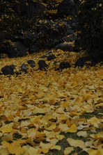DSC_4541.JPG