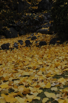 DSC_4541.JPG