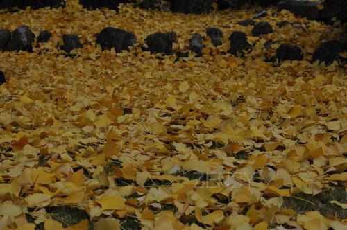 DSC_4542.JPG