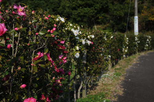 DSC_3499.JPG