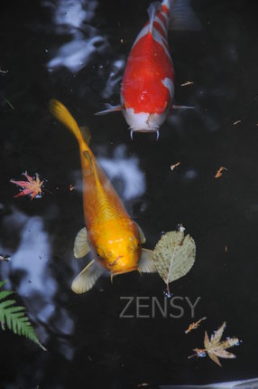 DSC_5457.JPG