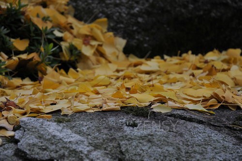 DSC_5370.JPG
