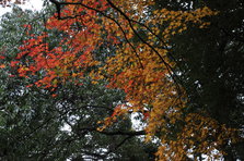 DSC_5445.JPG