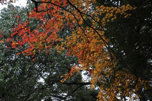 DSC_5445.JPG