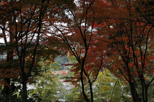 DSC_5446.JPG