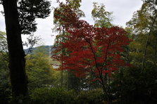 DSC_5447.JPG