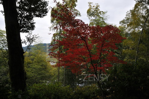 DSC_5447.JPG