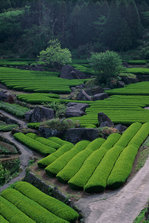 茶畑（嬉野市）