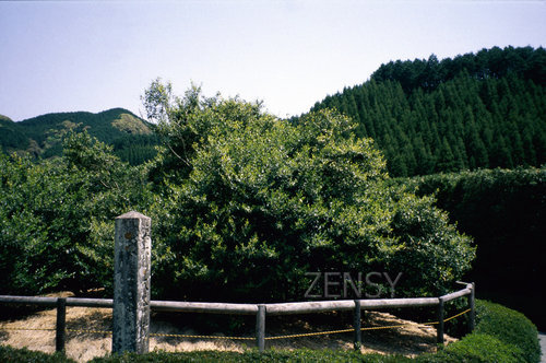 大茶樹（嬉野市）