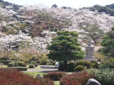 西渓公園　桜.JPG