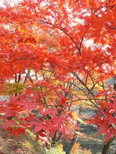西渓公園もみじ.JPG