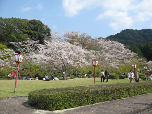 西渓公園桜.JPG