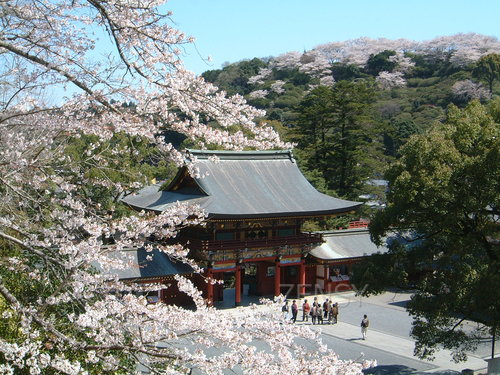 祐徳稲荷神社楼門と桜.JPG