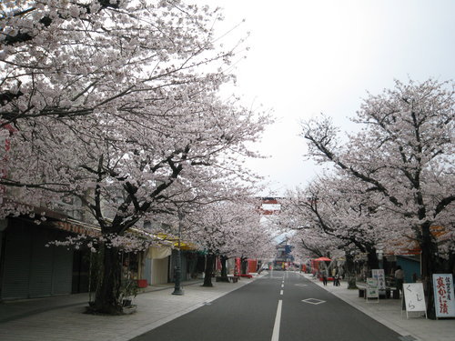 祐徳門前の桜②.jpg