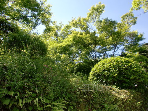 CIMG0309.JPG