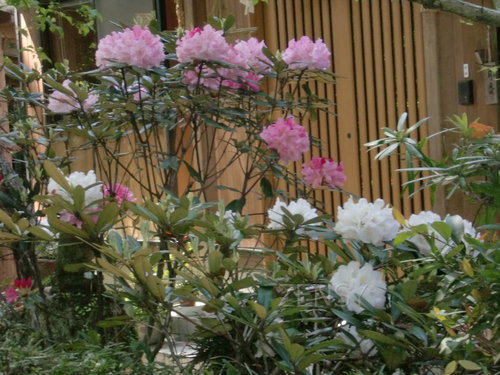 CIMG0319.JPG
