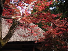kunennan aki 035.jpg