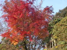 CIMG0529.JPG