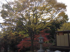 mori 001.jpg