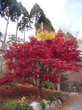 mori 005.jpg