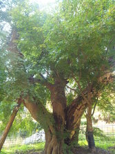 DSCF0167.JPG
