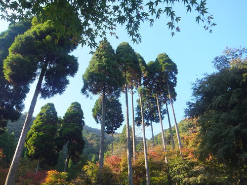 DSCF0171.JPG