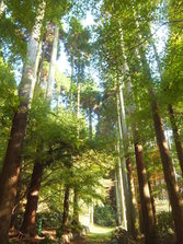 DSCF0181.JPG